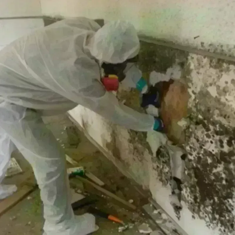 Mold Remediation and Removal in Saranac Lake, NY